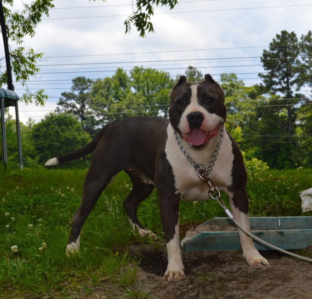 Dog Featured Image