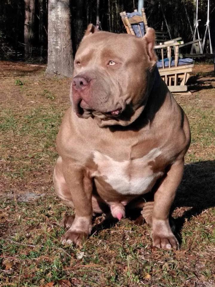 Dog Featured Image