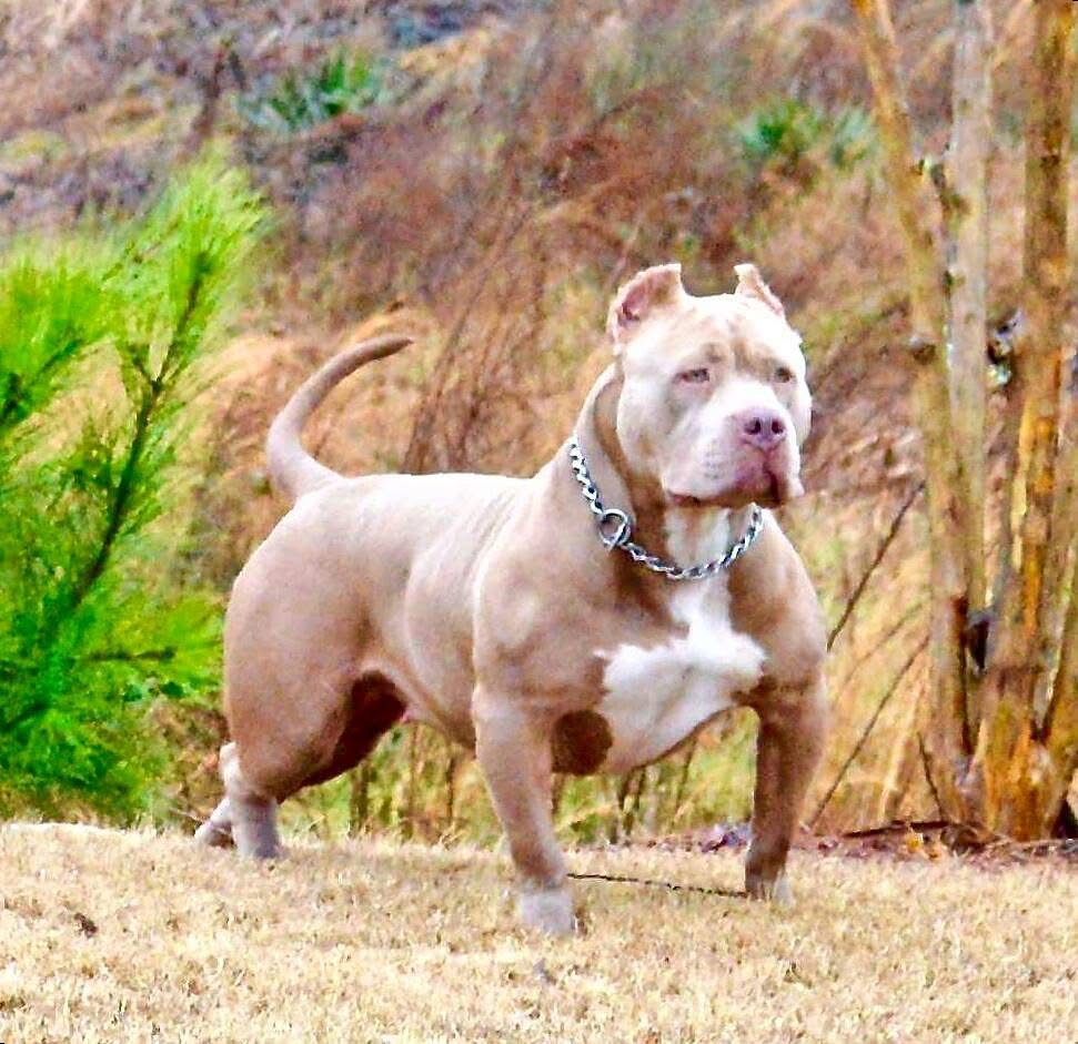 Dog Featured Image