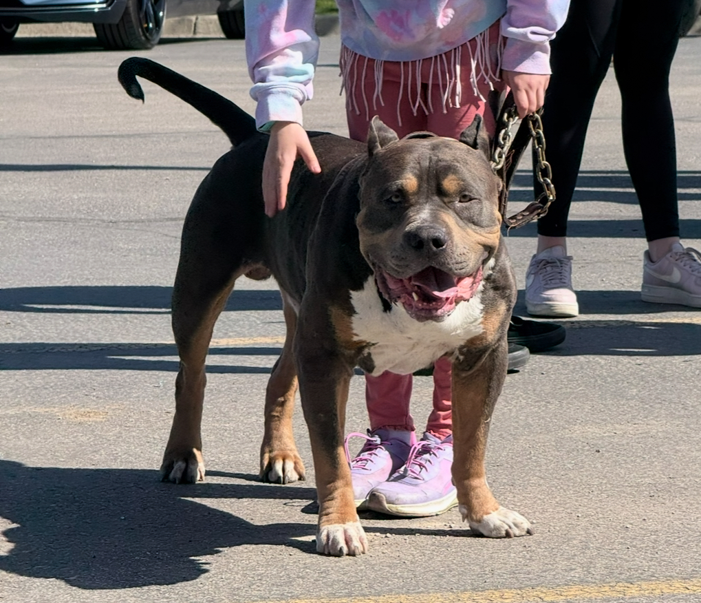 Dog Featured Image