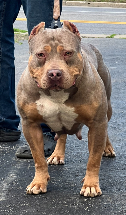 Dog Featured Image