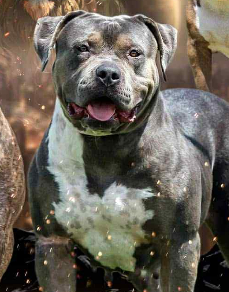 Dog Featured Image