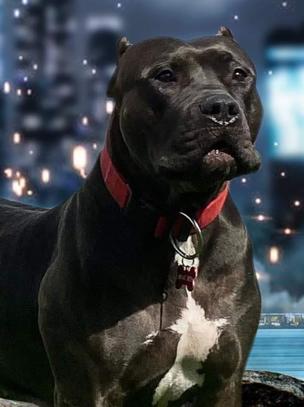 Dog Featured Image