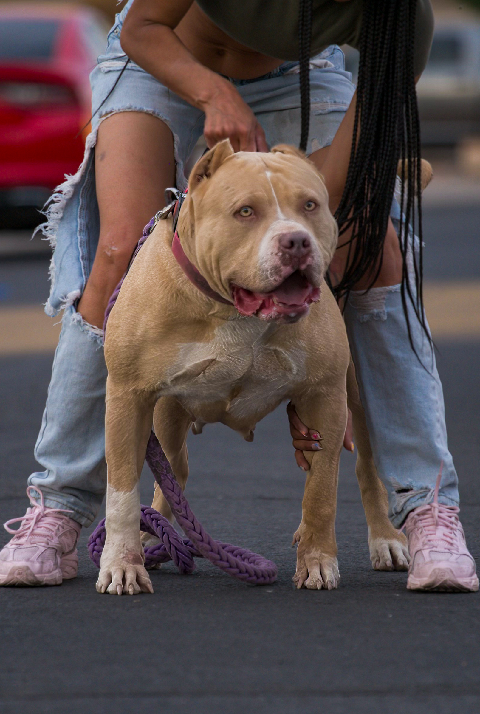 Dog Featured Image