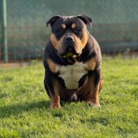 Dog Featured Image