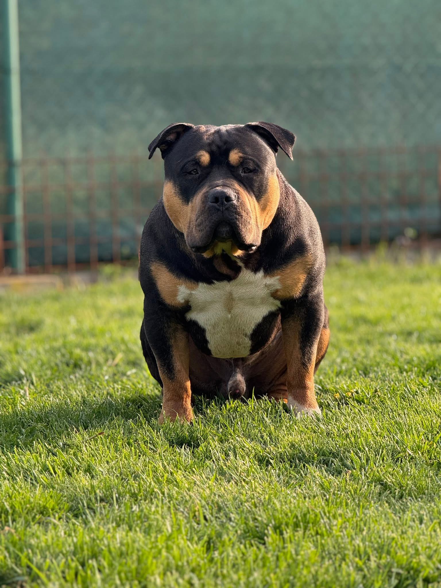Dog Featured Image
