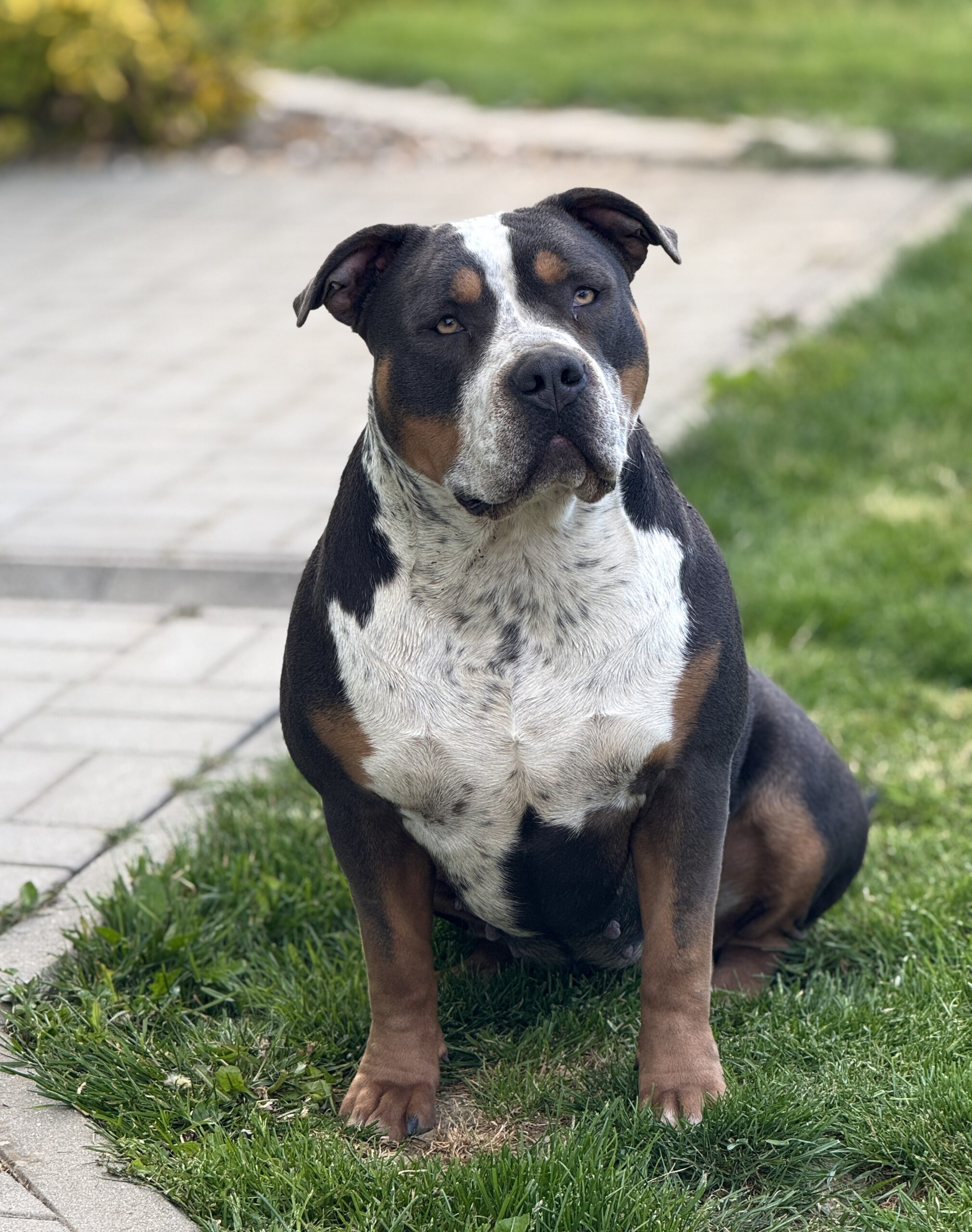 Dog Featured Image