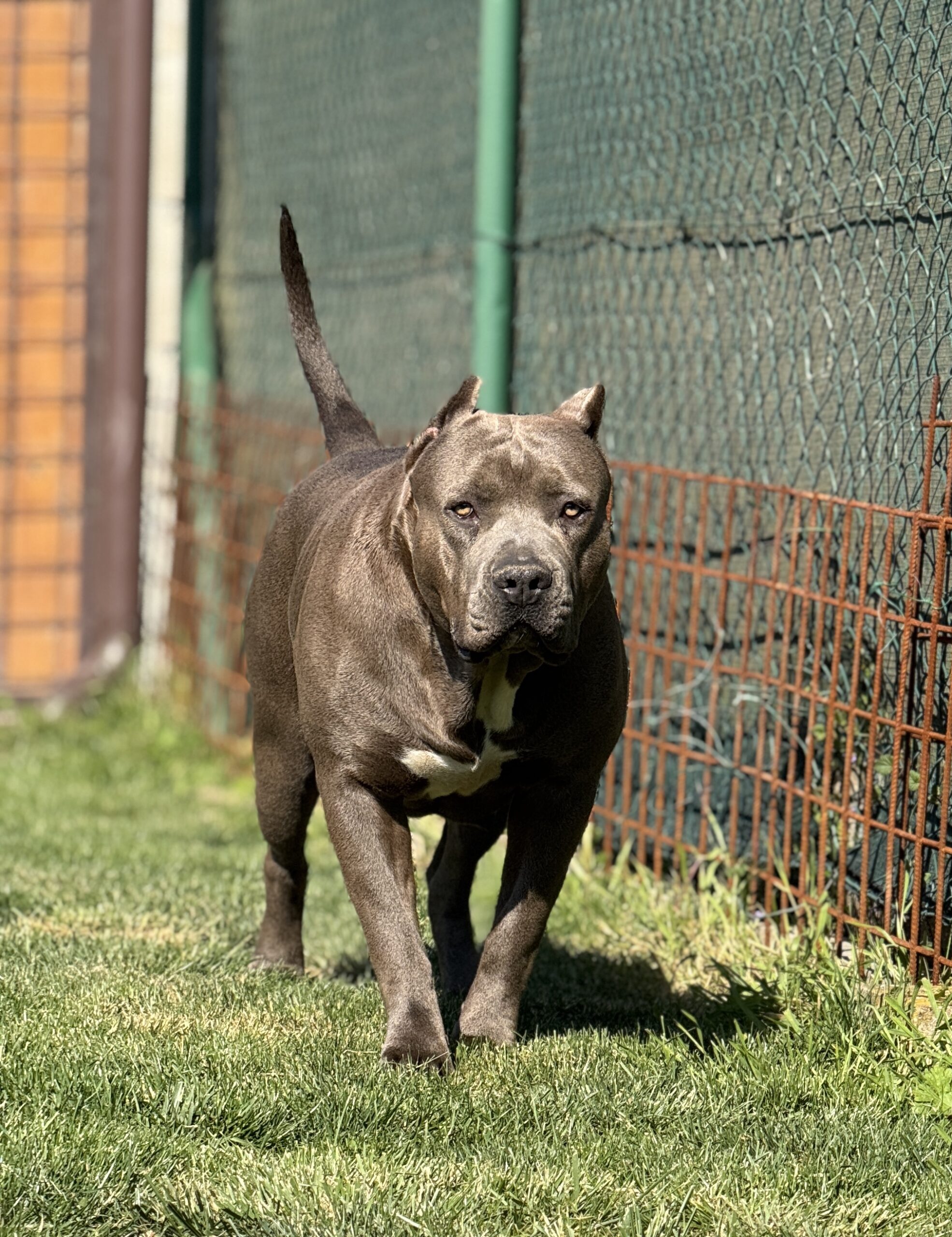 Dog Featured Image