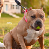 Dog Featured Image