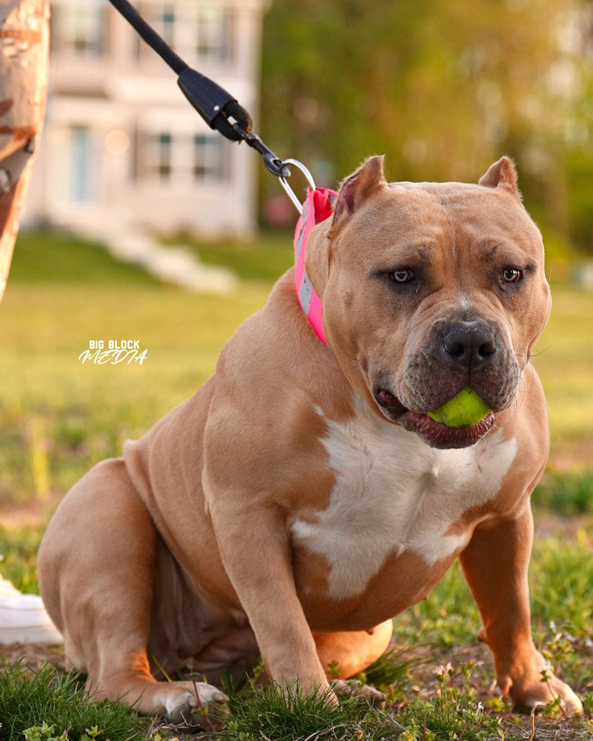 Dog Featured Image