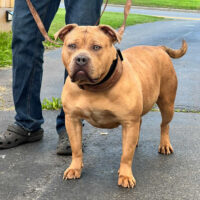Dog Featured Image
