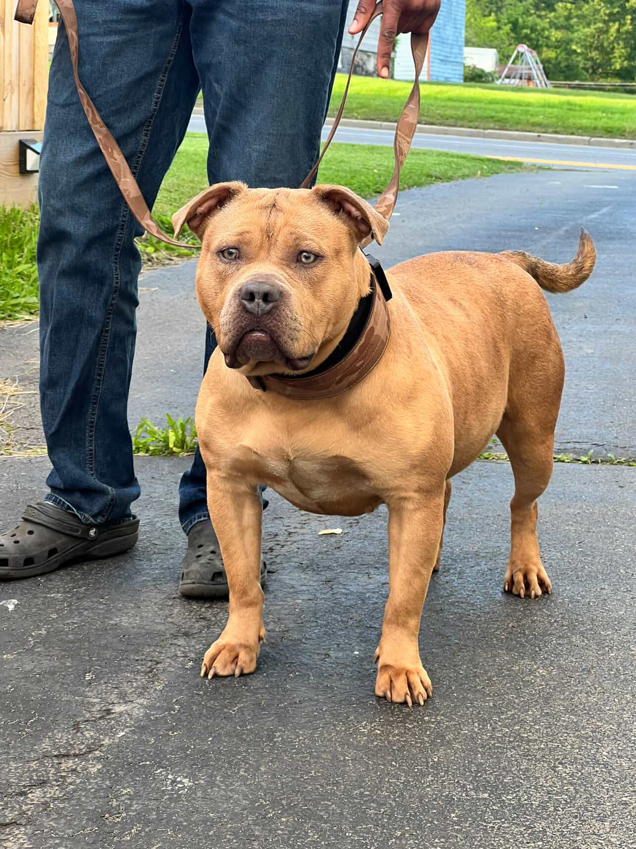 Dog Featured Image