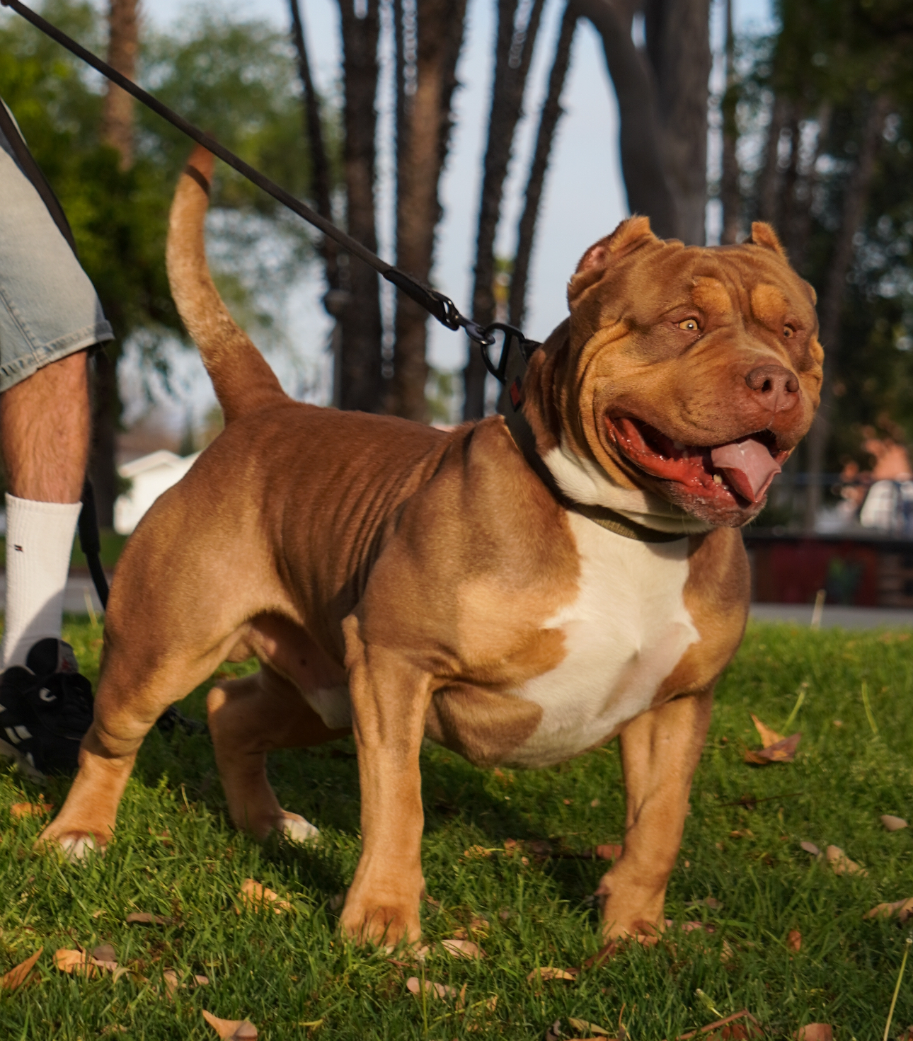 Dog Featured Image