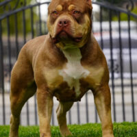 Dog Featured Image