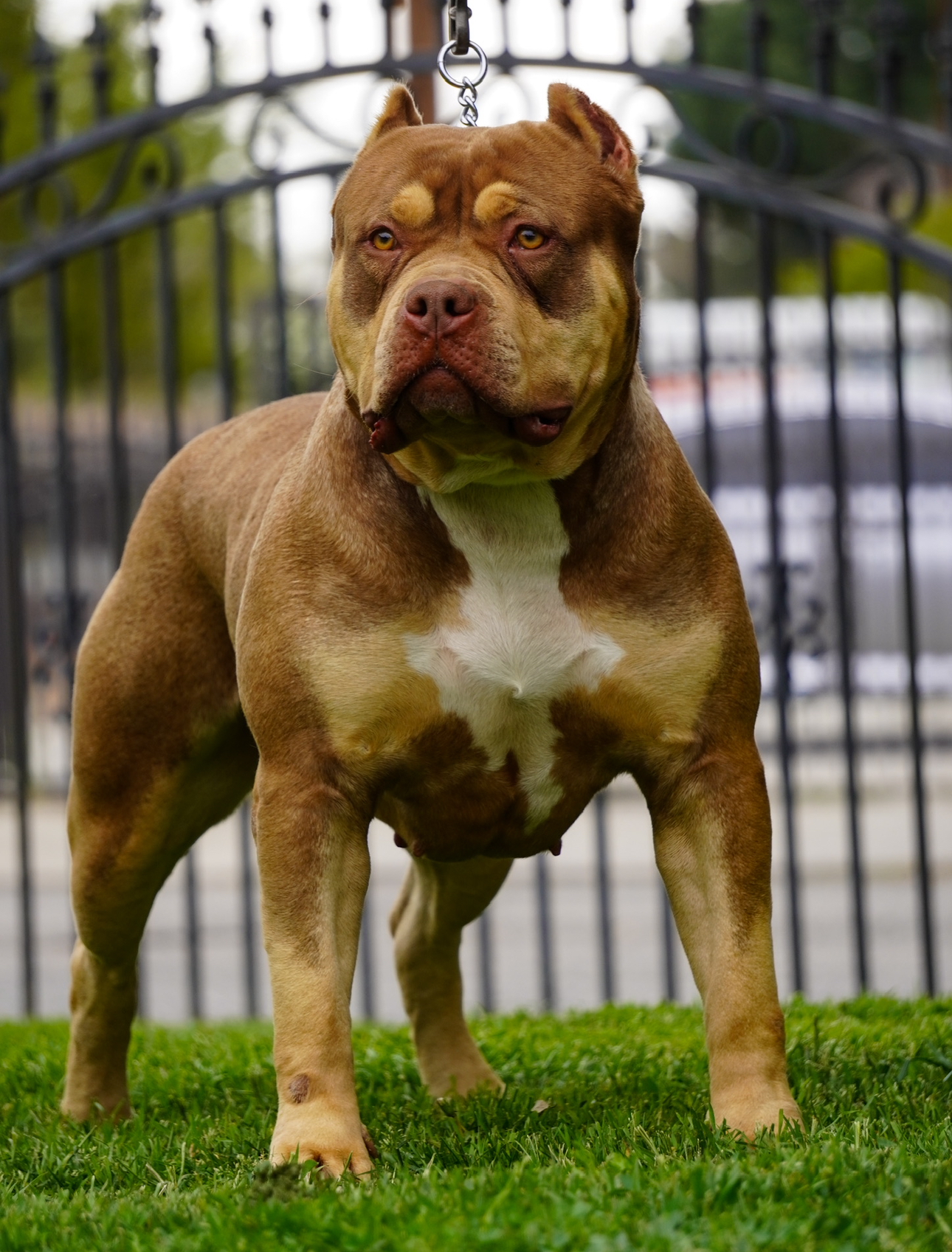 Dog Featured Image