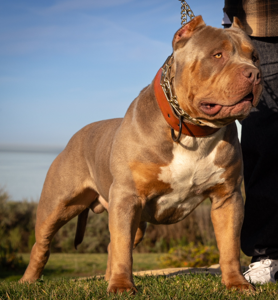 Dog Featured Image