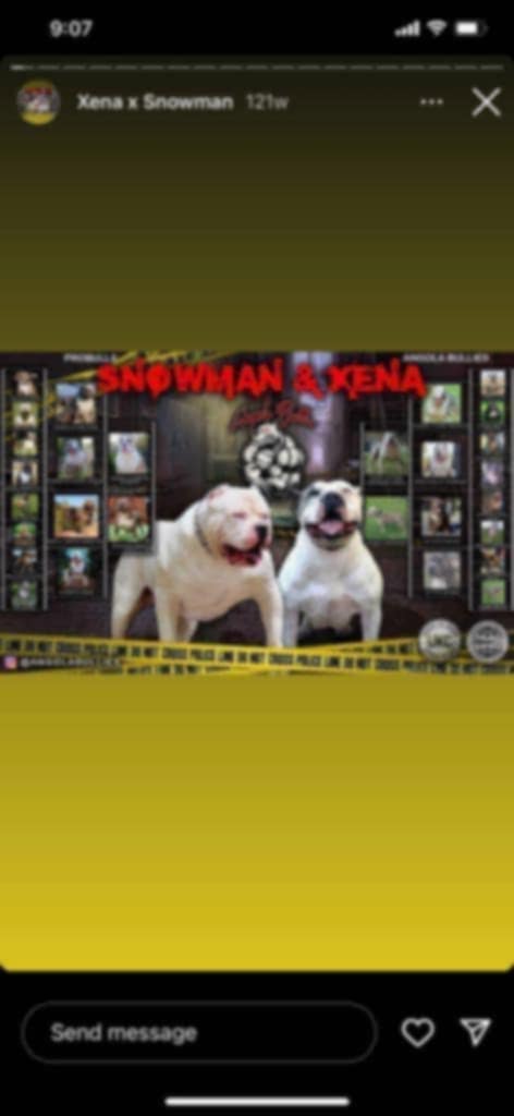 Dog Featured Image