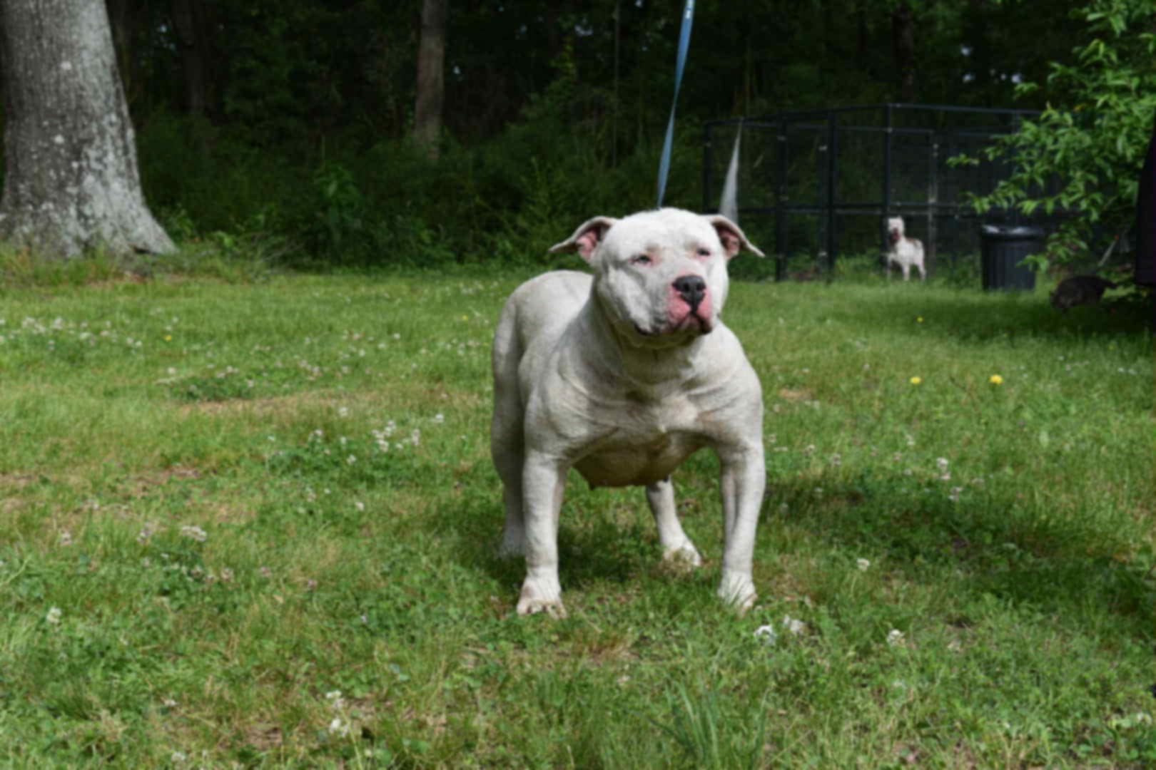 Dog Featured Image