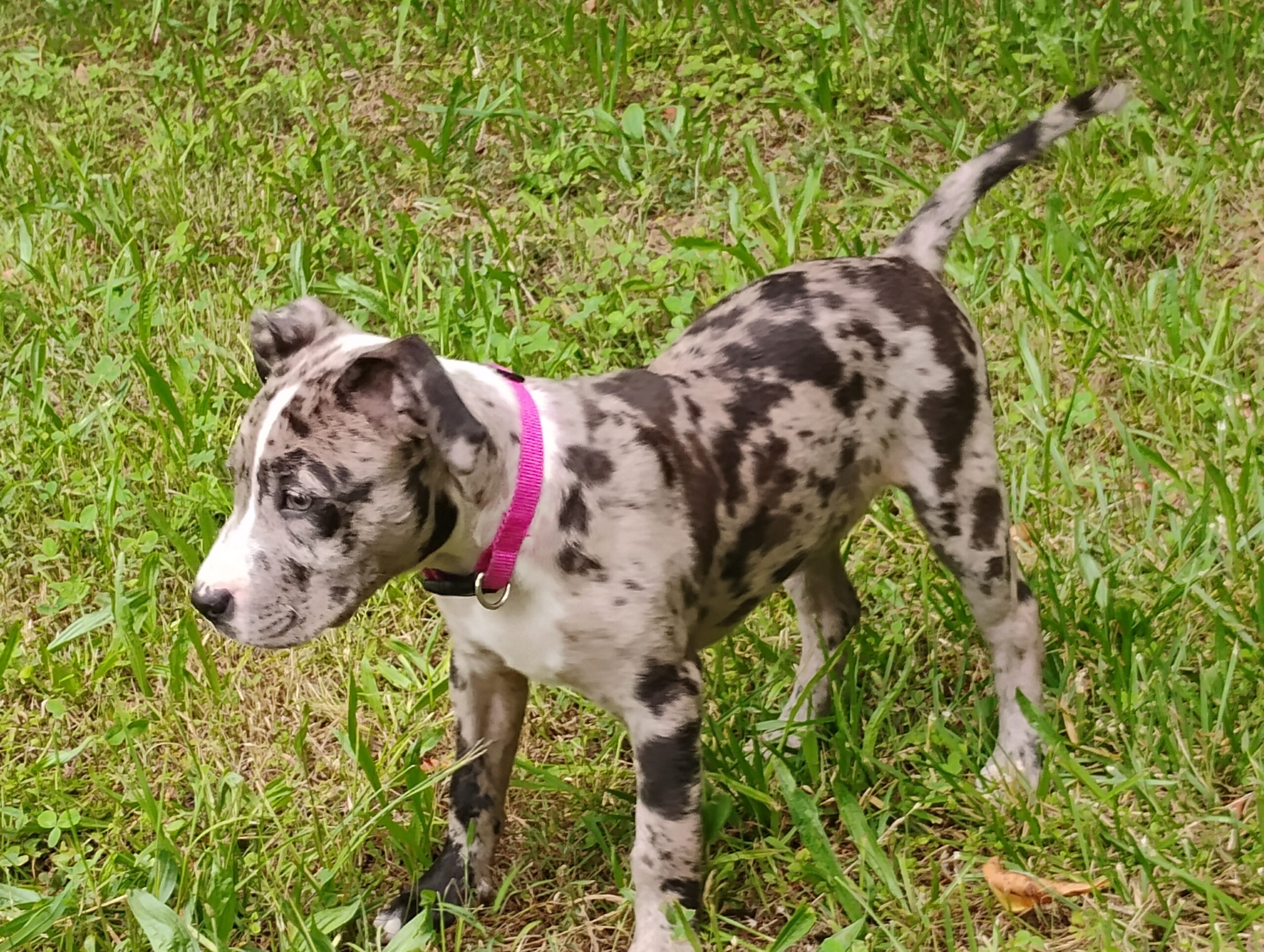 Dog Featured Image