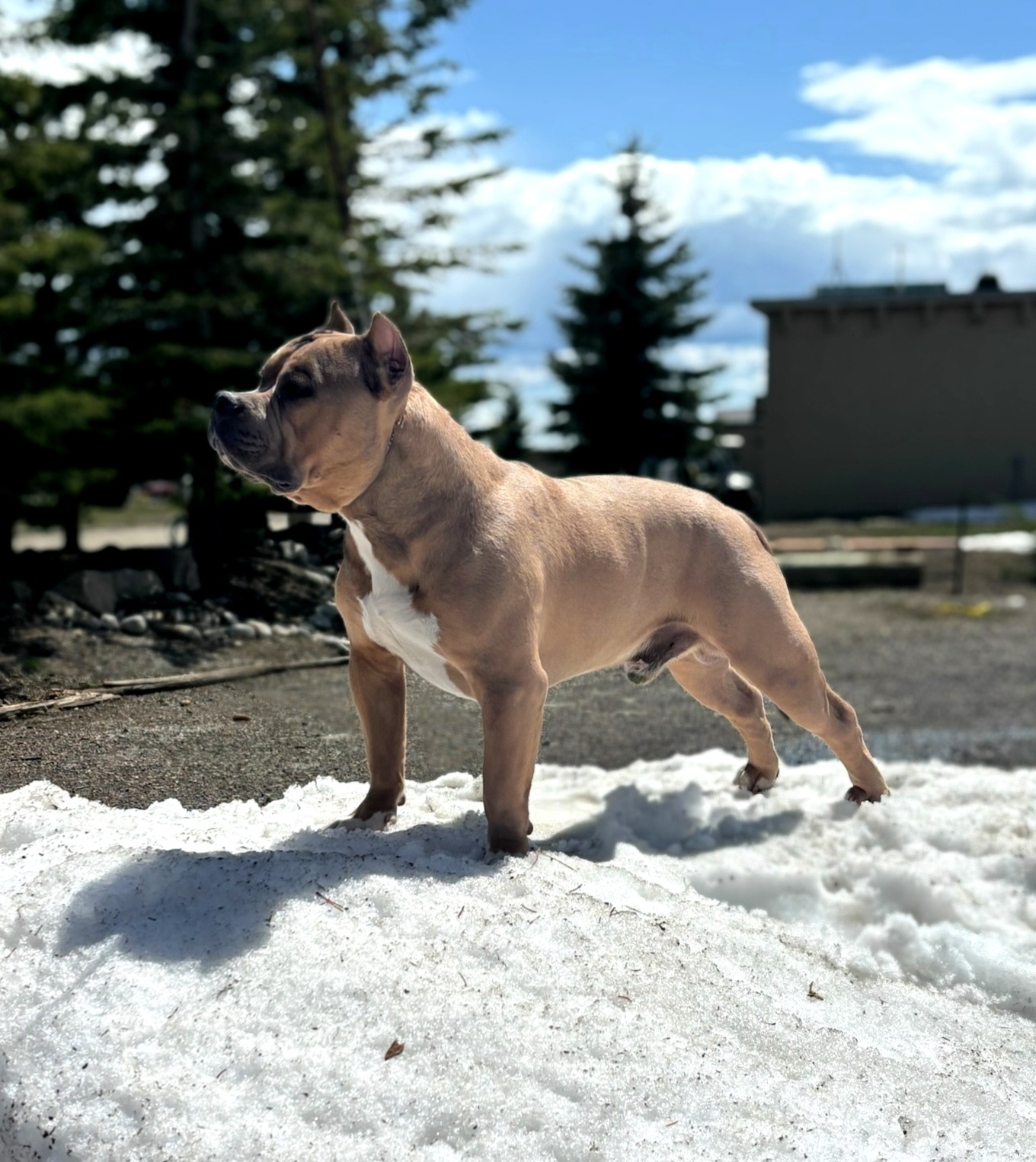 Dog Featured Image