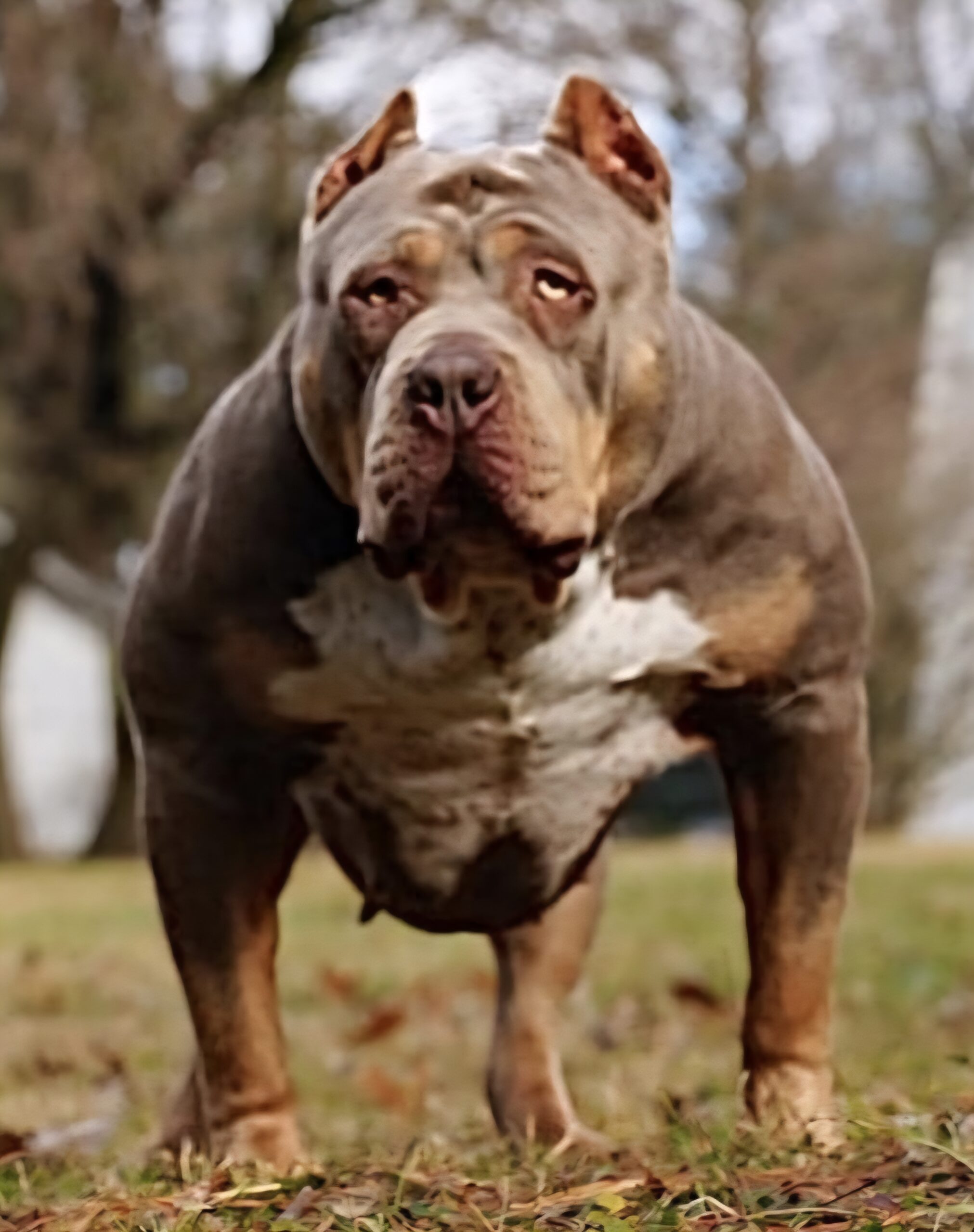 Dog Featured Image