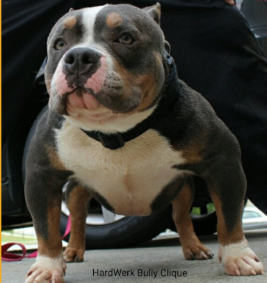 Dog Featured Image