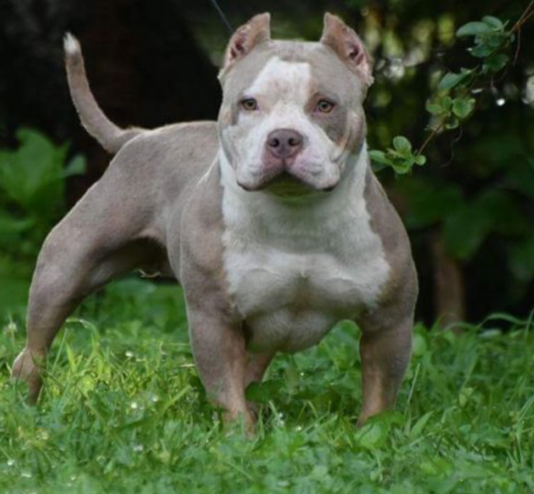 Dog Featured Image
