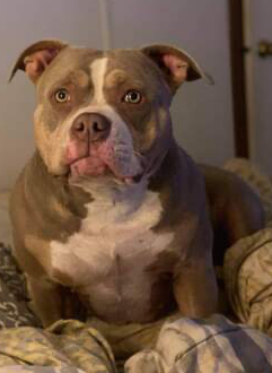 Dog Featured Image