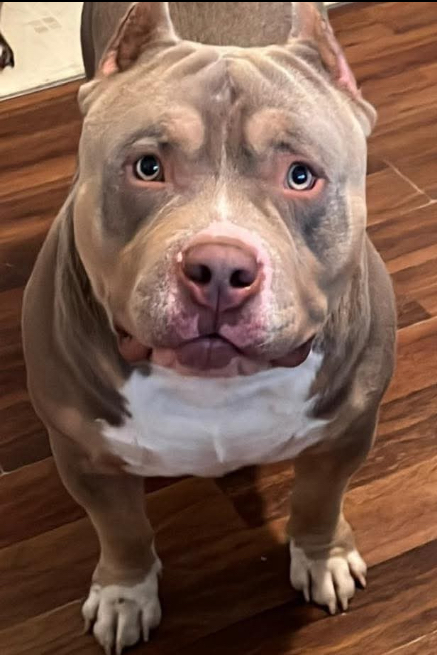 Dog Featured Image