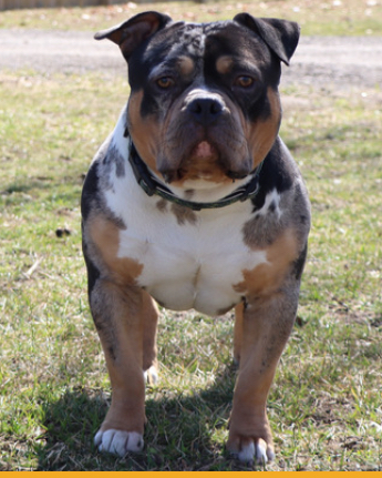 Dog Featured Image