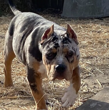 Dog Featured Image