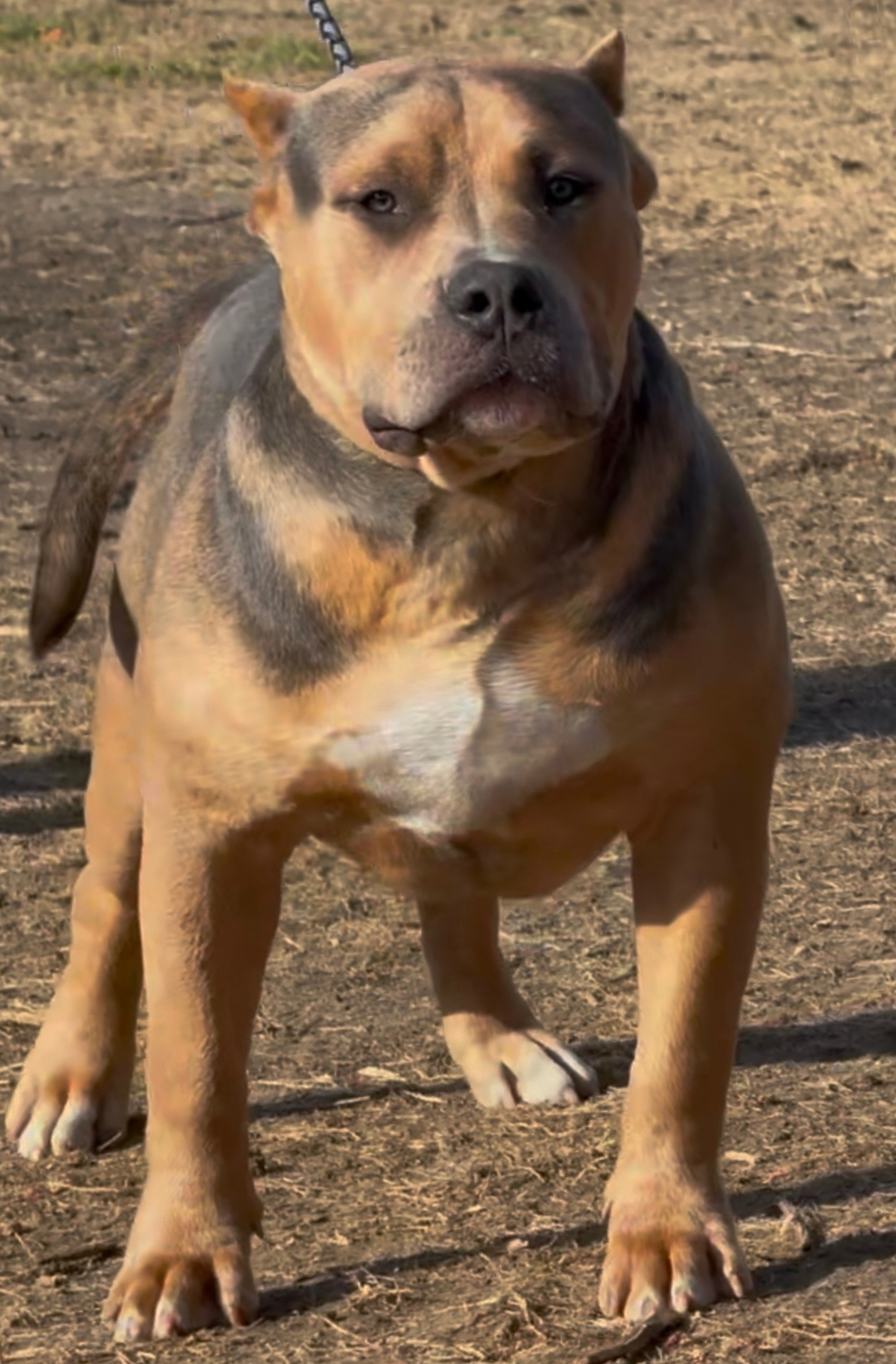 Dog Featured Image