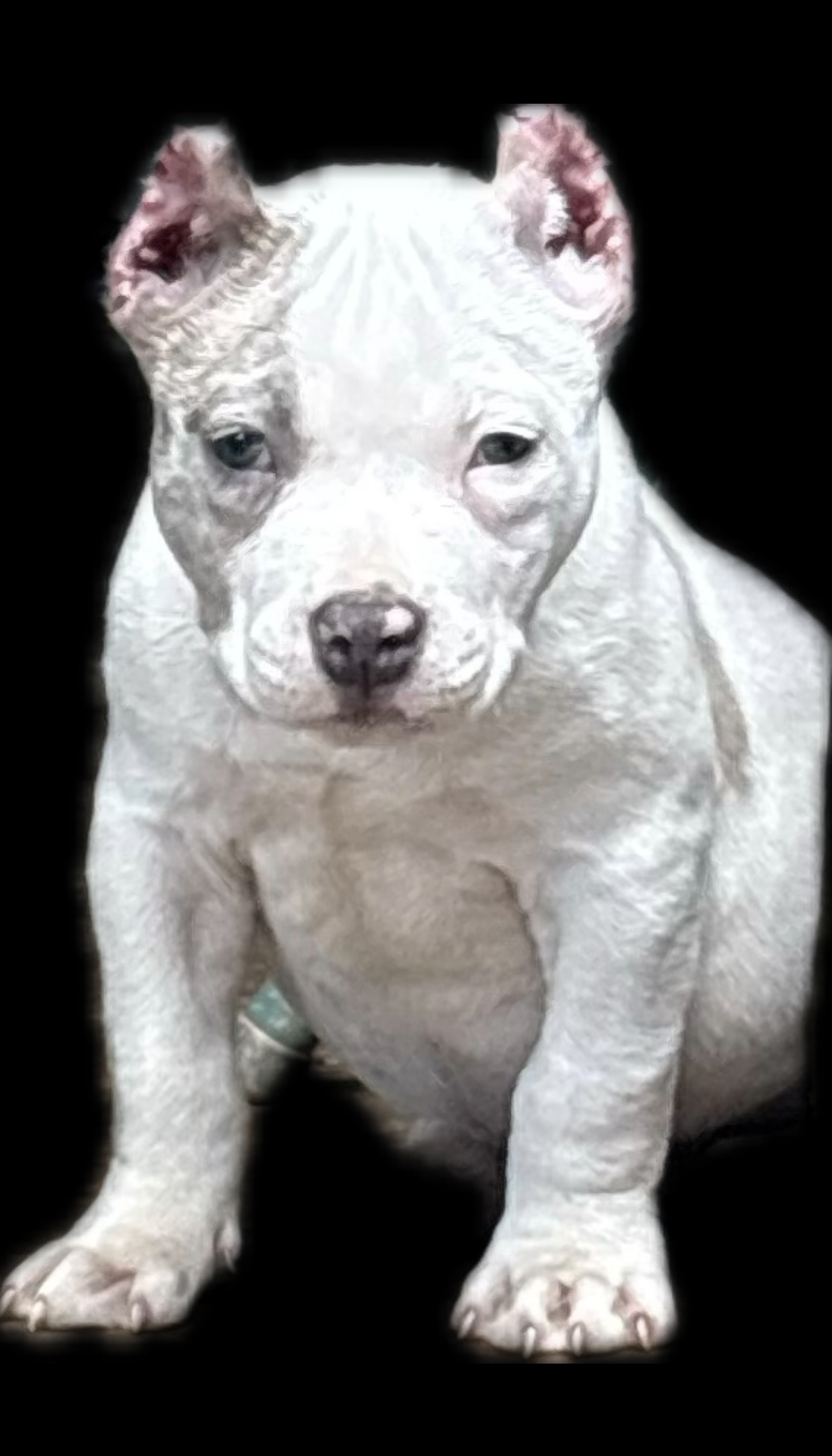 Dog Featured Image