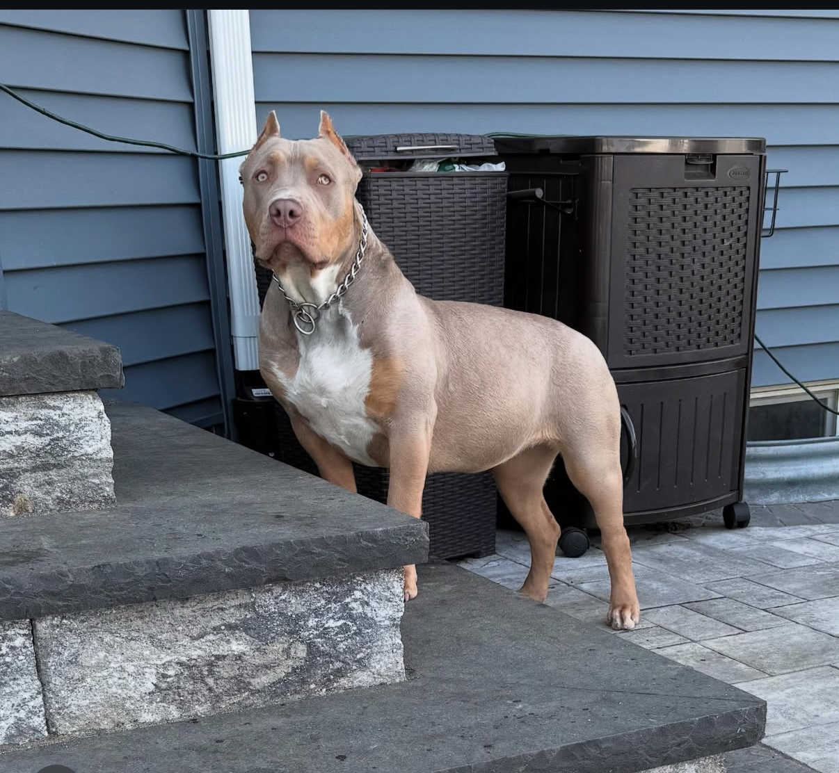 Dog Featured Image