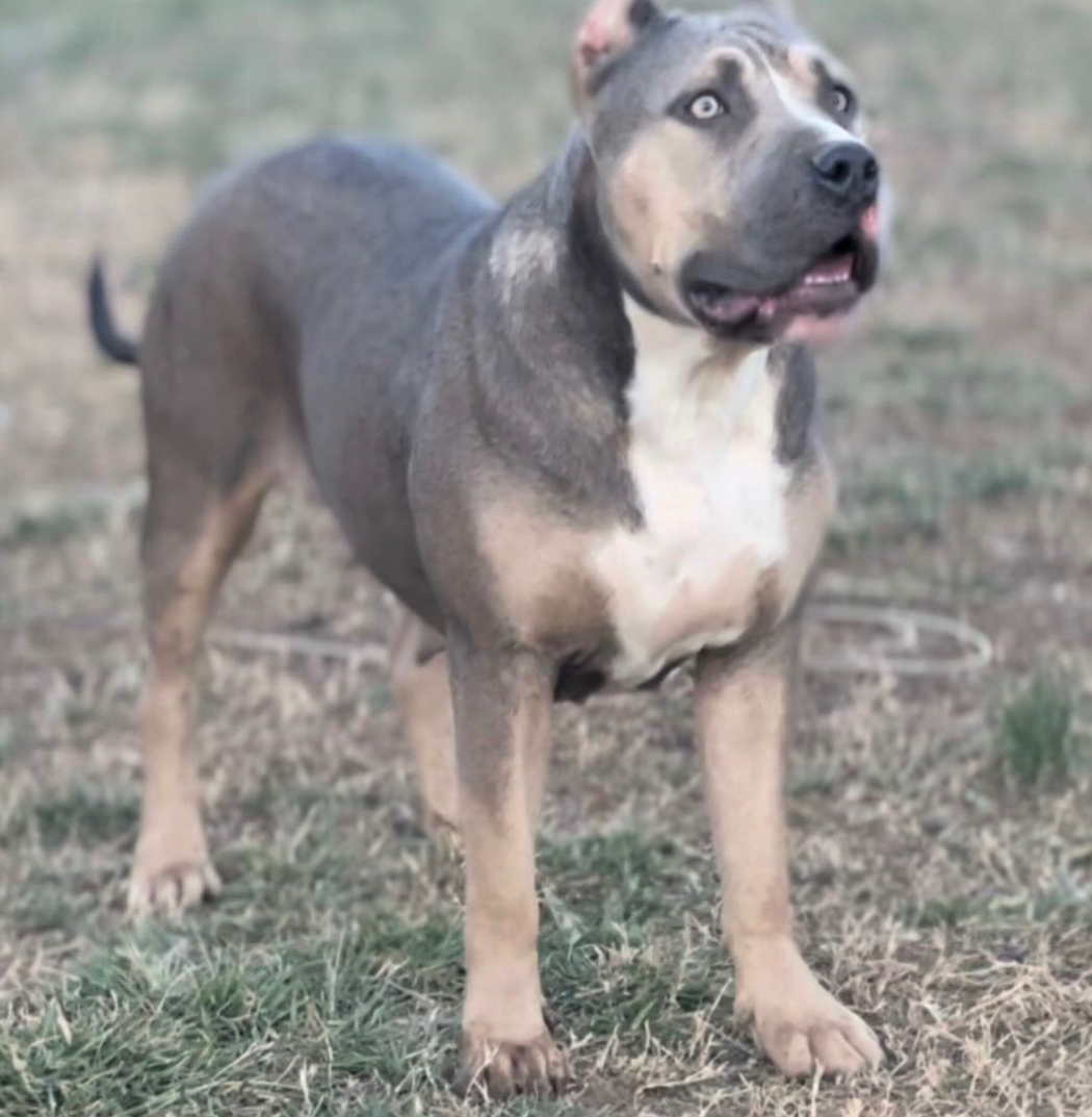 Dog Featured Image