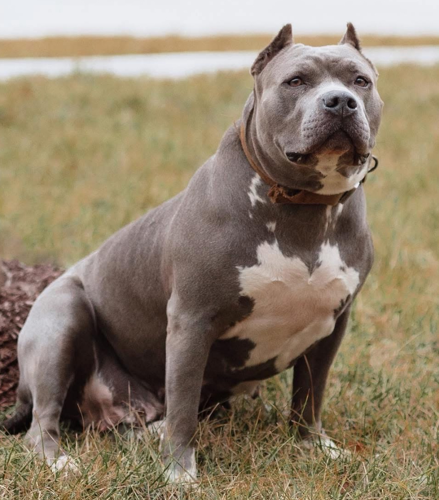 Dog Featured Image