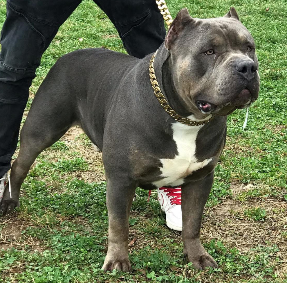 Dog Featured Image