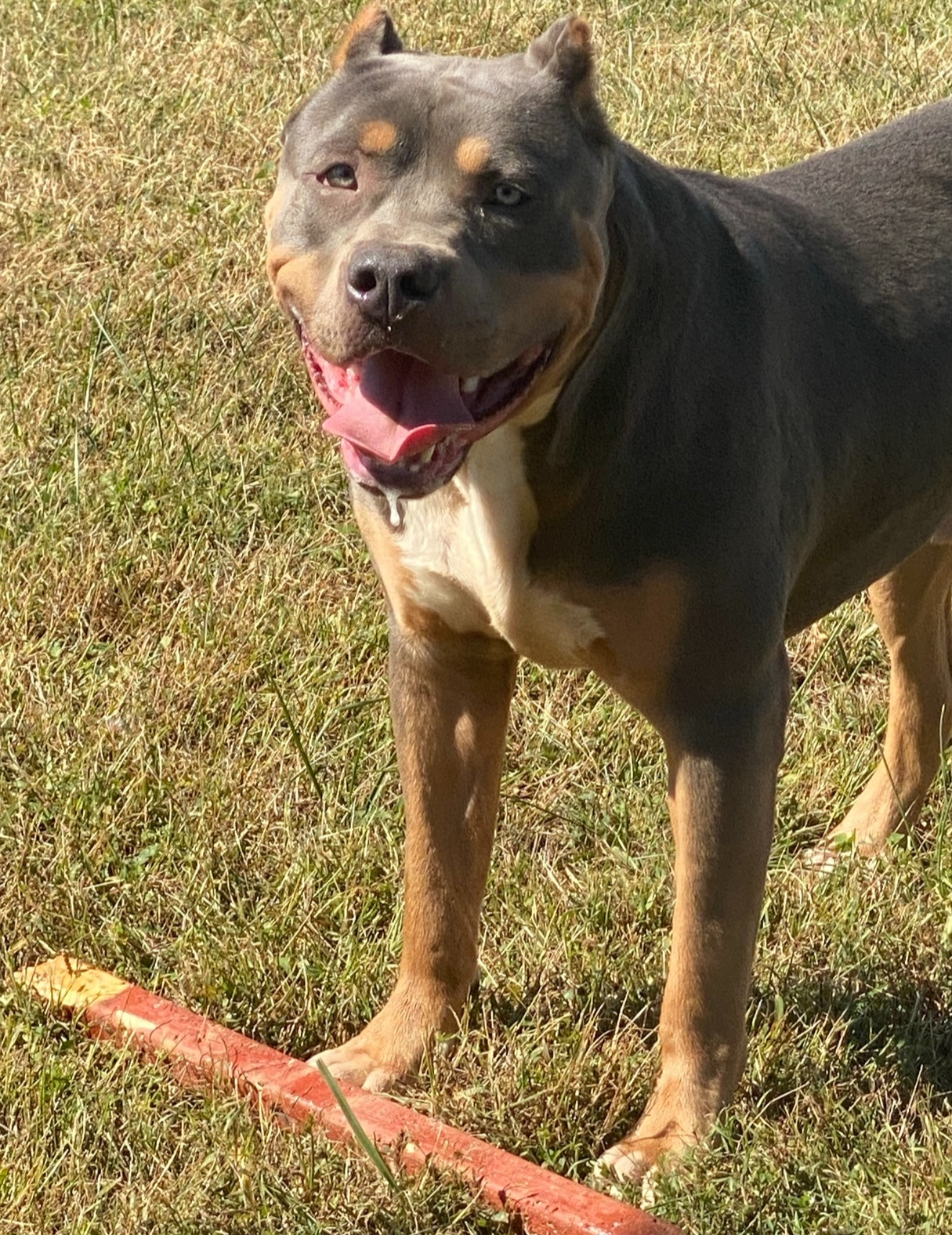Dog Featured Image