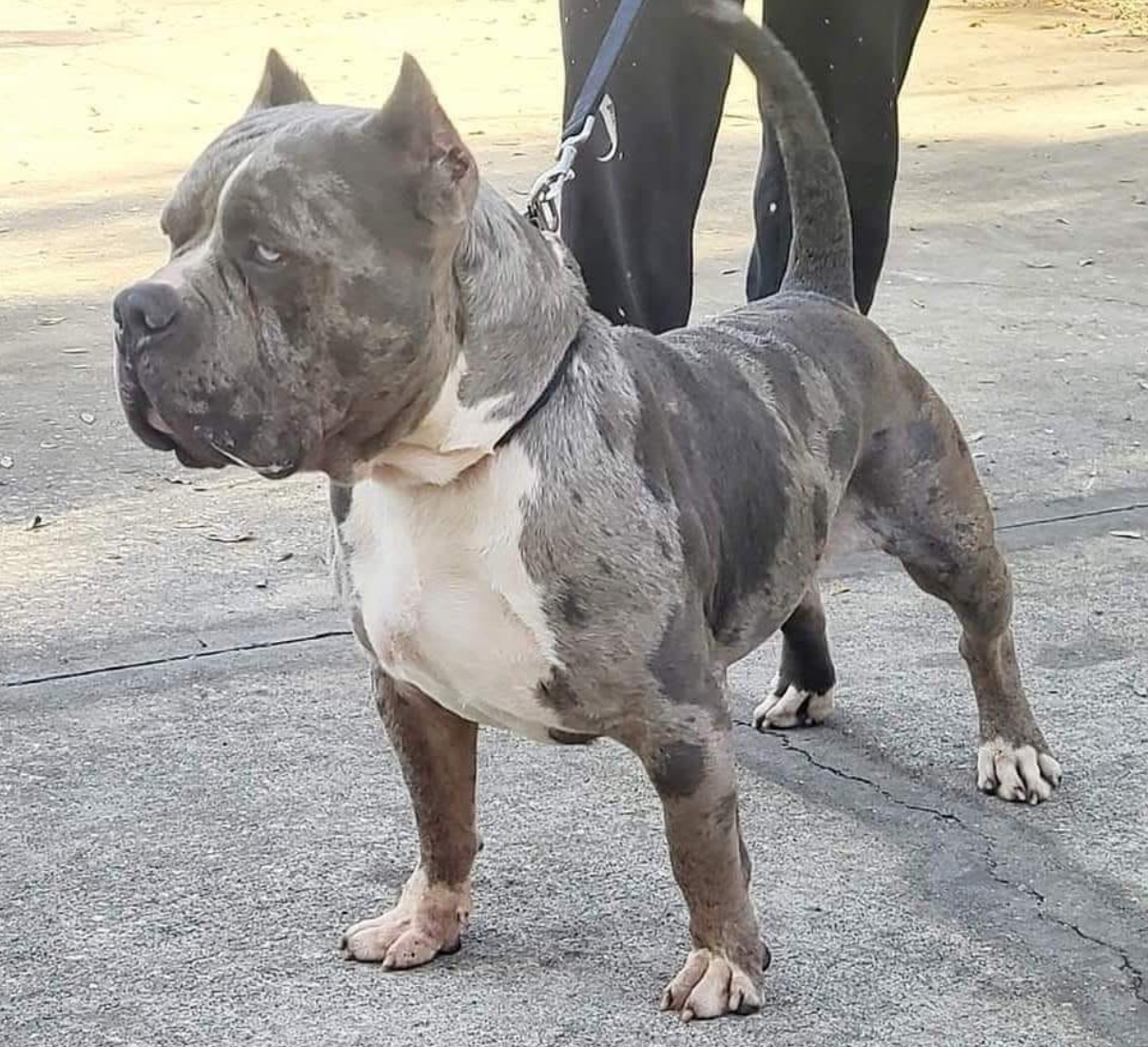 Dog Featured Image