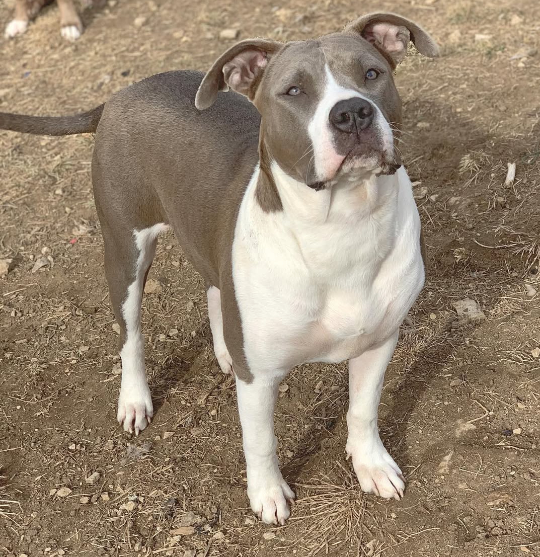 Dog Featured Image