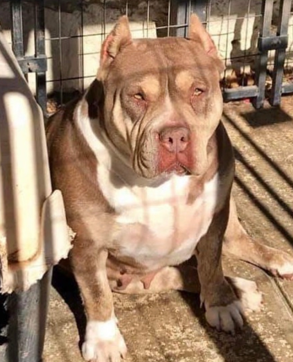 Dog Featured Image