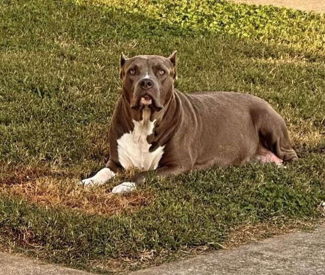 Dog Featured Image