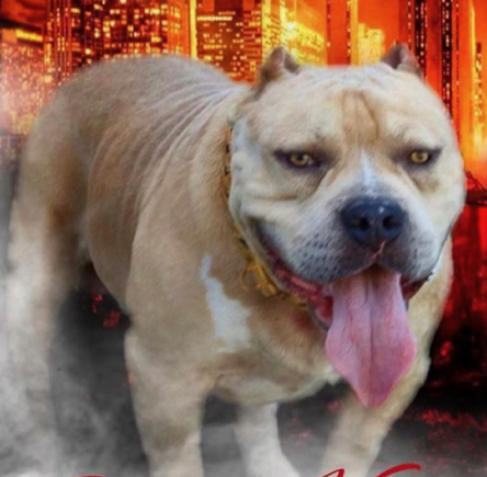 Dog Featured Image