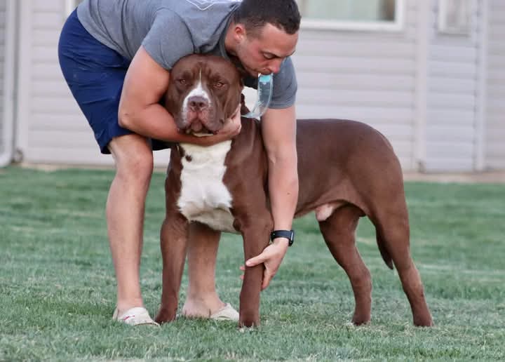 Dog Featured Image