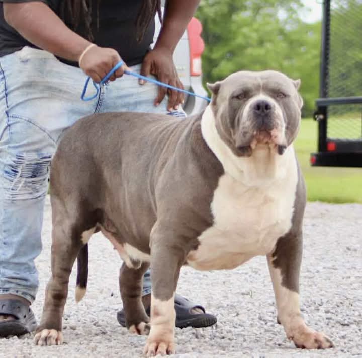 Dog Featured Image
