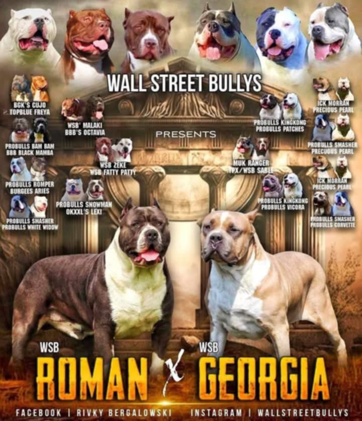 Dog Featured Image