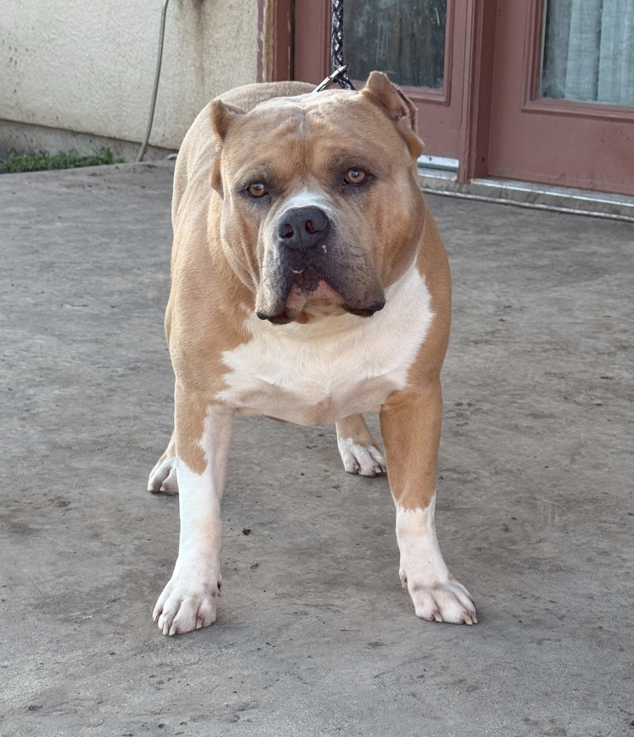 Dog Featured Image