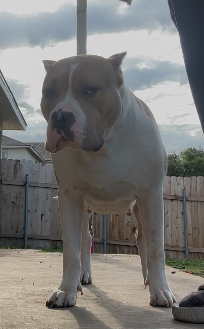 Dog Featured Image