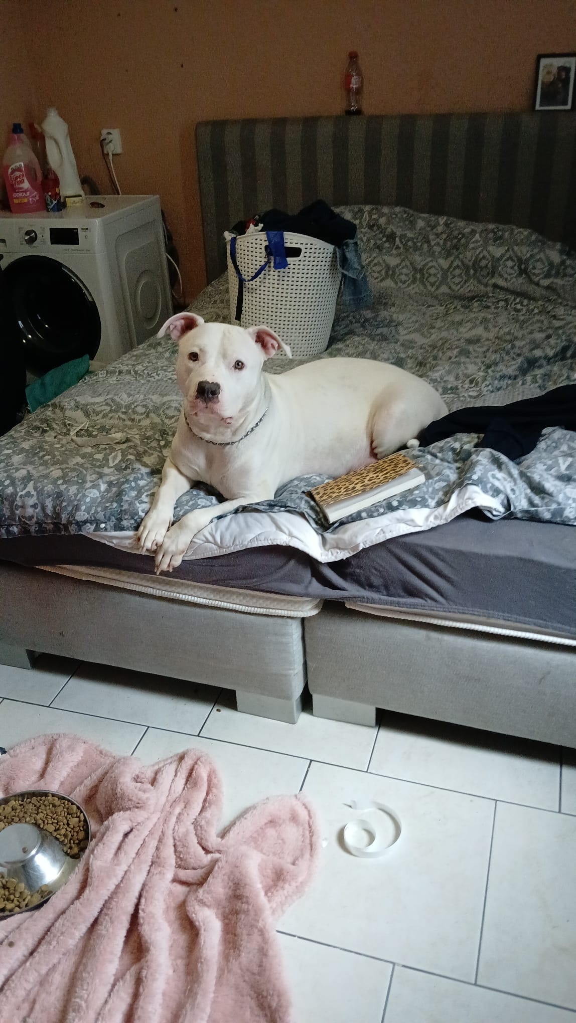 Dog Featured Image
