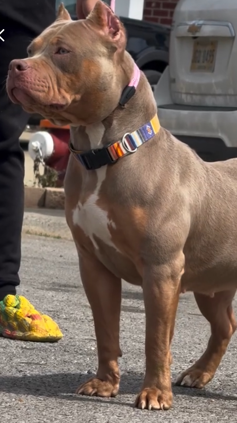 Dog Featured Image